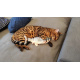 Toy for cats - ISO fish