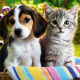 Diamond painting - Dog and cat H16215