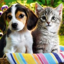 Diamond painting - Dog and cat H16215