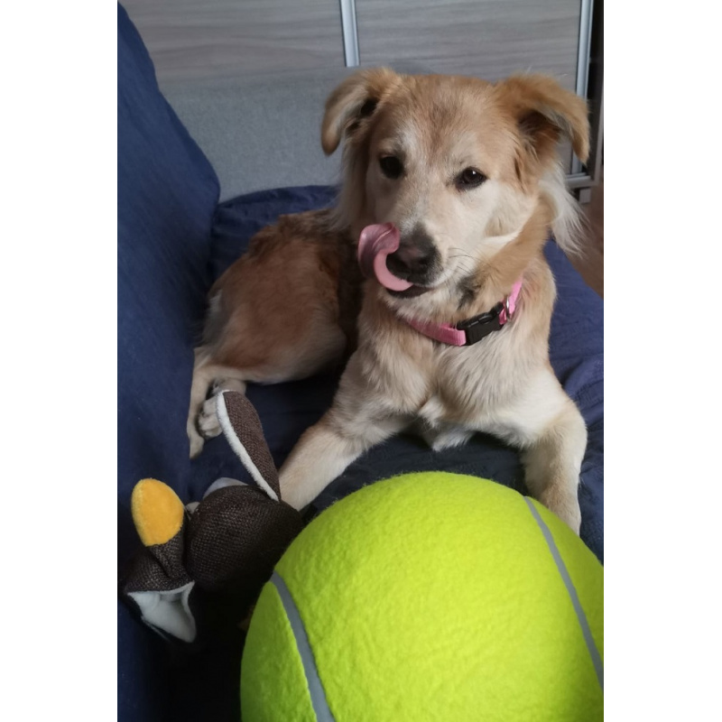 Aga Toy for dogs giant tennis ball XXL 24cm