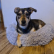 Furry dog bed, gray 22759 universal