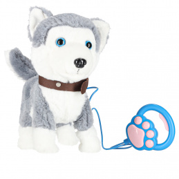 Interactive dog on a leash barks, walks, wags its tail Husky