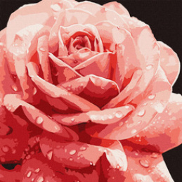 Painting by numbers 40 x 40 cm KHO3236 Perfect Rose AP0095 universal