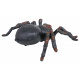 MEGA Spider Tarantula R/C