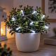 Linder Exclusiv Battery operated Christmas chain 30 LED Cold White