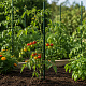 Aga Plant Support Stake 150 cm 10 pcs