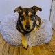 Furry dog bed, gray 22759 universal