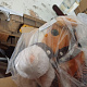 Aga4Kids Rocking Horse Light Brown 6DZ157 - II. QUALITY